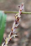 Miscanthus sinensis