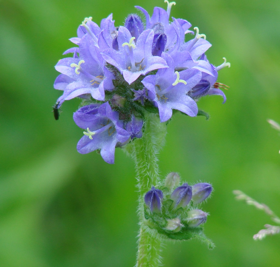 Image of Campanula cervicaria specimen.