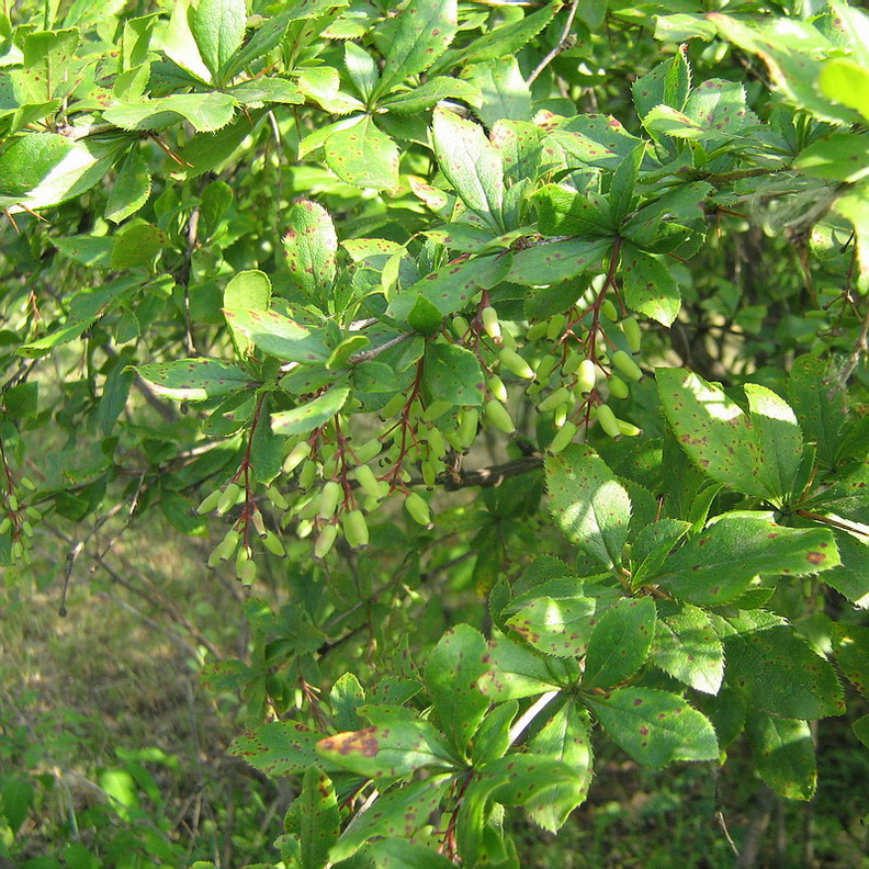 Image of Berberis vulgaris specimen.