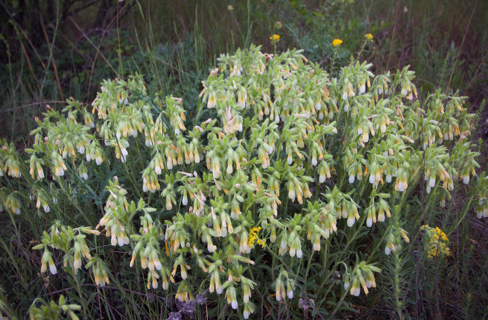 Изображение особи Onosma montana.