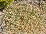 Aeluropus lagopoides. Плодоносящие растения. Сокотра, побережье залива Шуаб. 04.01.2014.