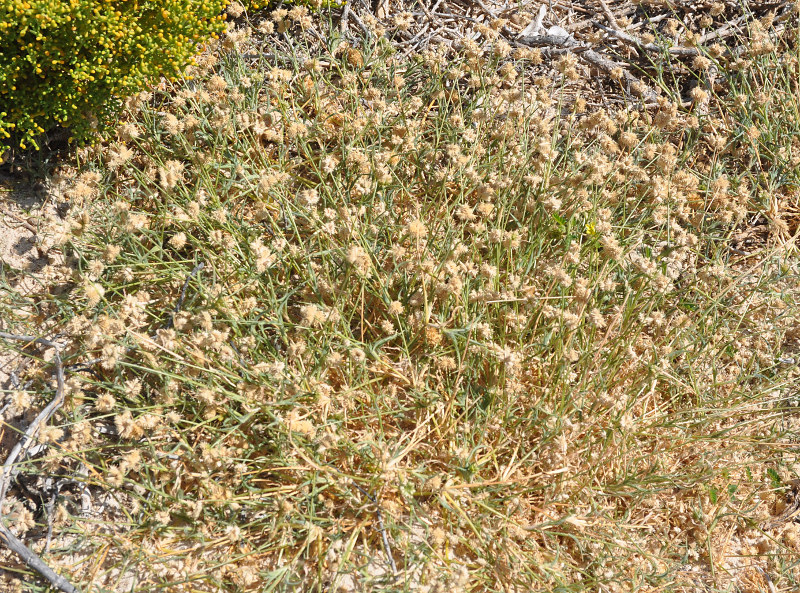 Image of Aeluropus lagopoides specimen.