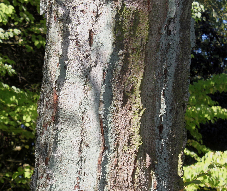 Изображение особи Gleditsia triacanthos.