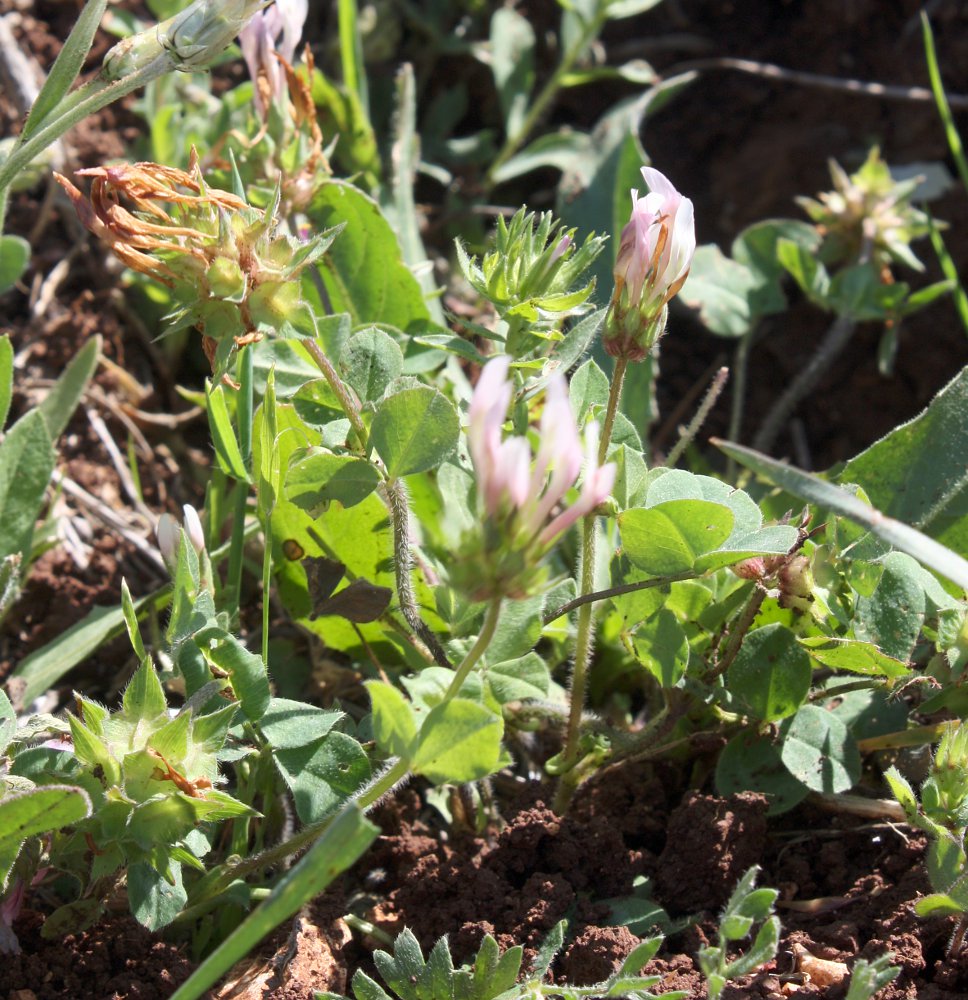 Изображение особи Trifolium clypeatum.