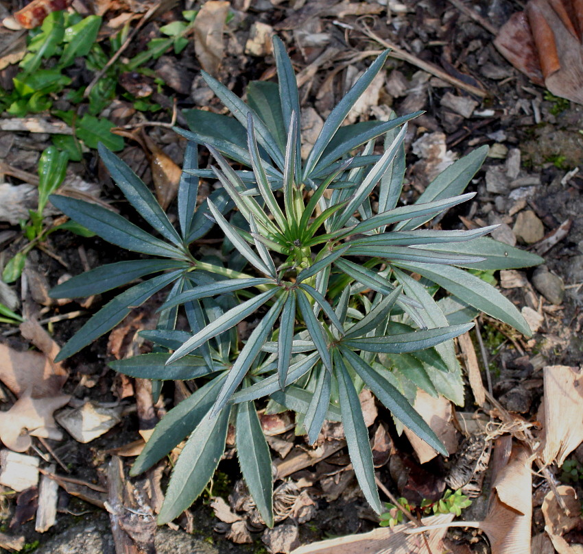 Image of Helleborus foetidus specimen.