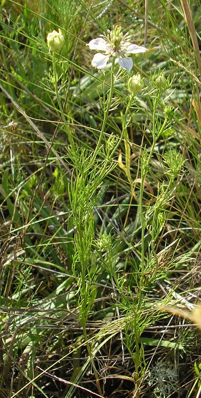 Изображение особи Nigella arvensis.