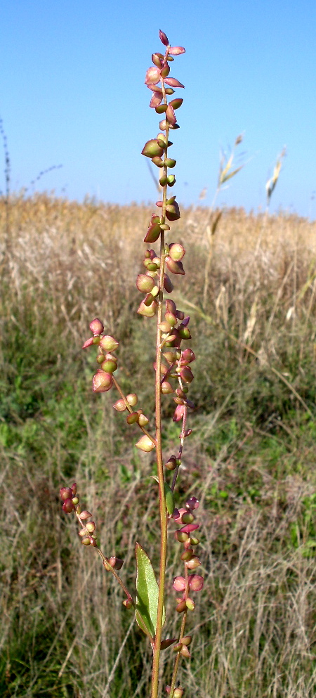 Изображение особи Atriplex micrantha.