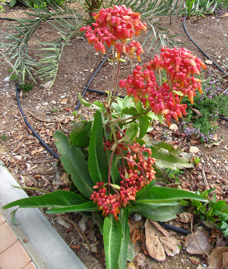 Изображение особи Kalanchoe gastonis-bonnieri.