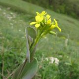 Conringia austriaca. Верхушка побега с соцветием. Краснодарский край, г. Новороссийск, гора Большой Маркотх. 27.04.2014.