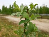 Salix cinerea. Верхушка ветви с молодыми побегами. Московская обл., Электрогорск, берег Стахановского озера. 10.05.2014.