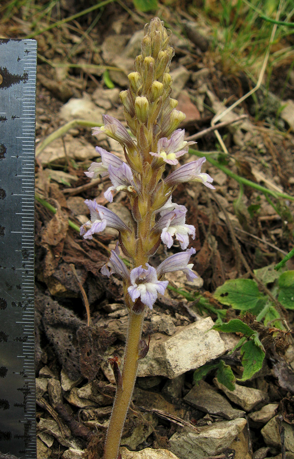 Image of Phelipanche gussoneana specimen.