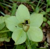 Helleborus cyclophyllus