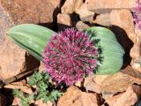 Allium subspecies henrikii