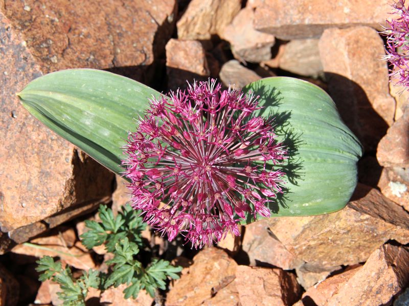 Image of Allium karataviense ssp. henrikii specimen.