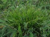 Carex humilis