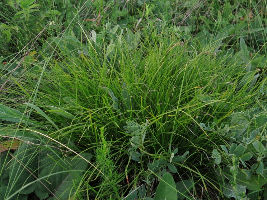 Изображение особи Carex humilis.