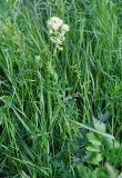 Thalictrum flavum