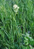 Thalictrum flavum. Цветущее растение. Псковское озеро, остров Верхний. 15.06.2014.