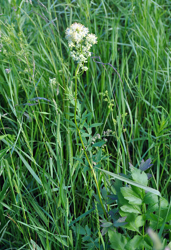 Image of Thalictrum flavum specimen.
