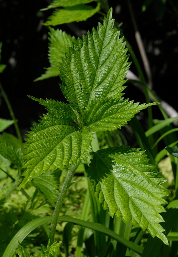 Изображение особи Laportea bulbifera.