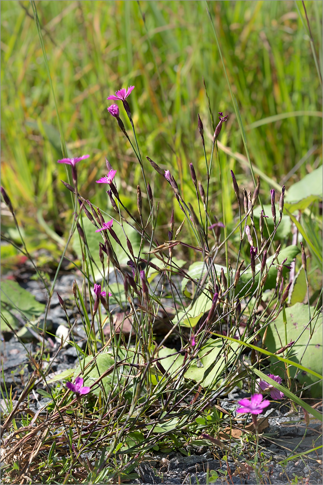 Image of Dianthus deltoides specimen.