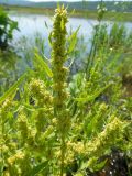 Rumex maritimus