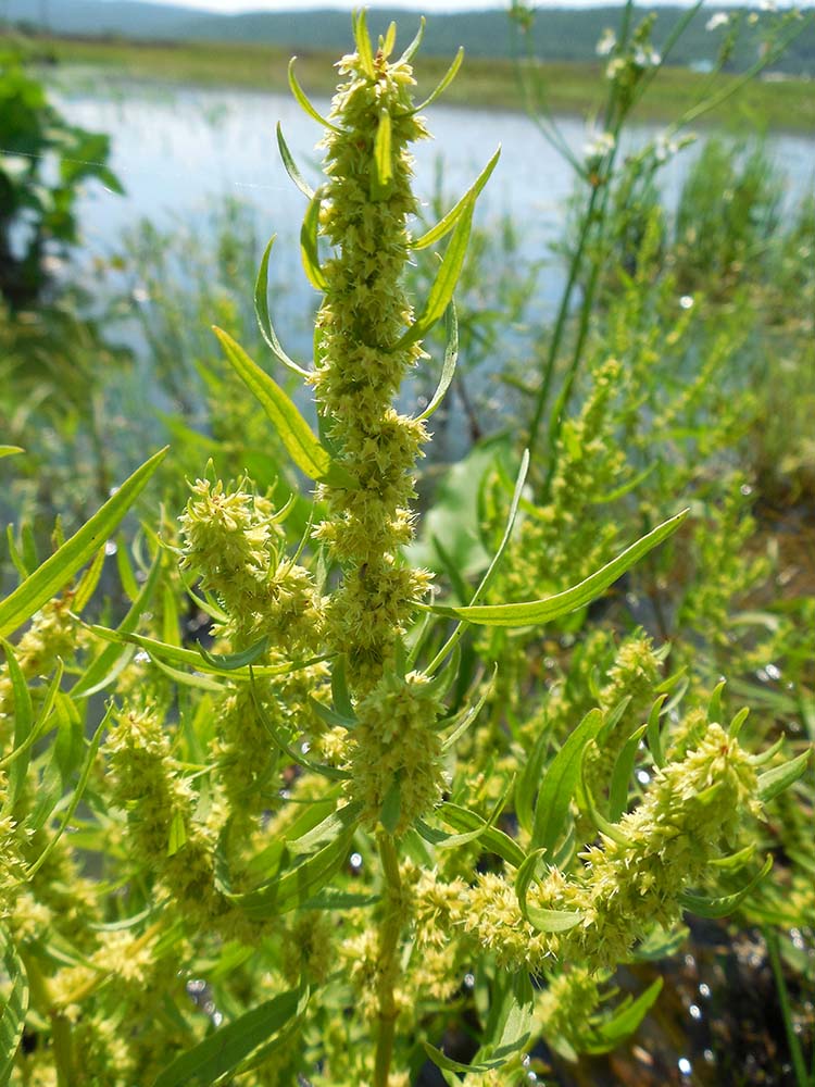 Изображение особи Rumex maritimus.