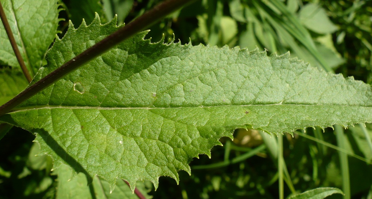 Image of Senecio nemorensis specimen.