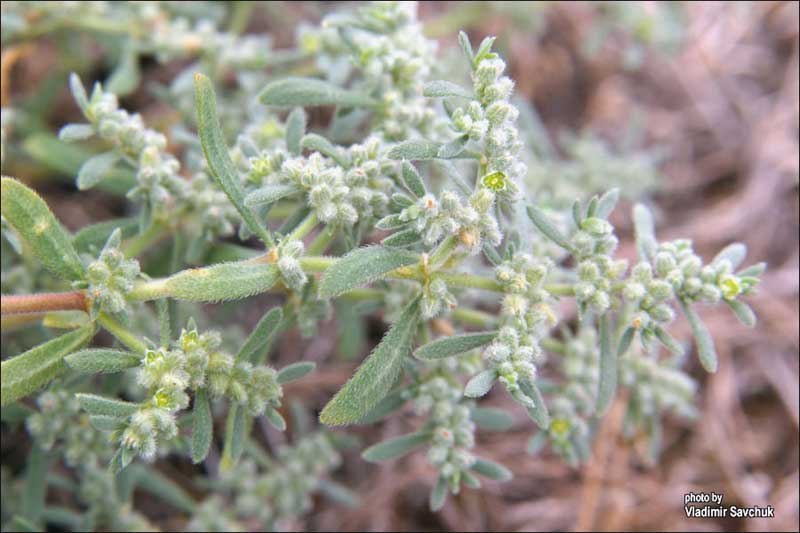 Image of Herniaria incana var. angustifolia specimen.