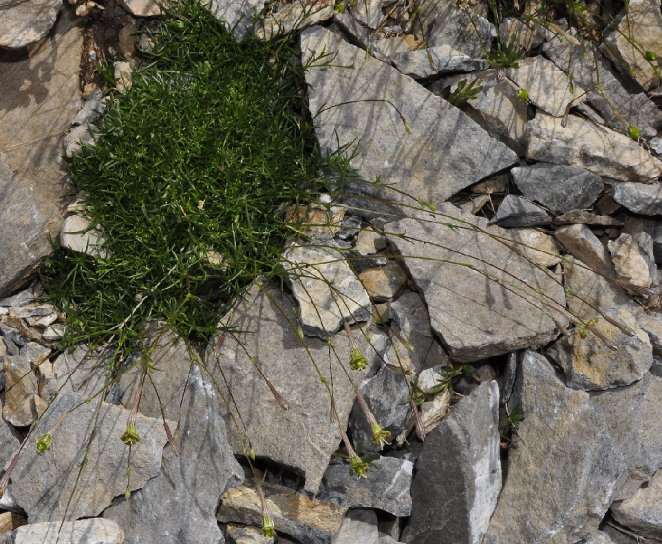 Image of Silene parnassica ssp. dionysii specimen.
