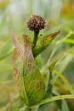 Stemmacantha serratuloides. Верхушка плодоносящего растения. Ростовская обл., Мясниковский р-н, окр. хут. Мартыново, пойменный луг. 21.06.2014.