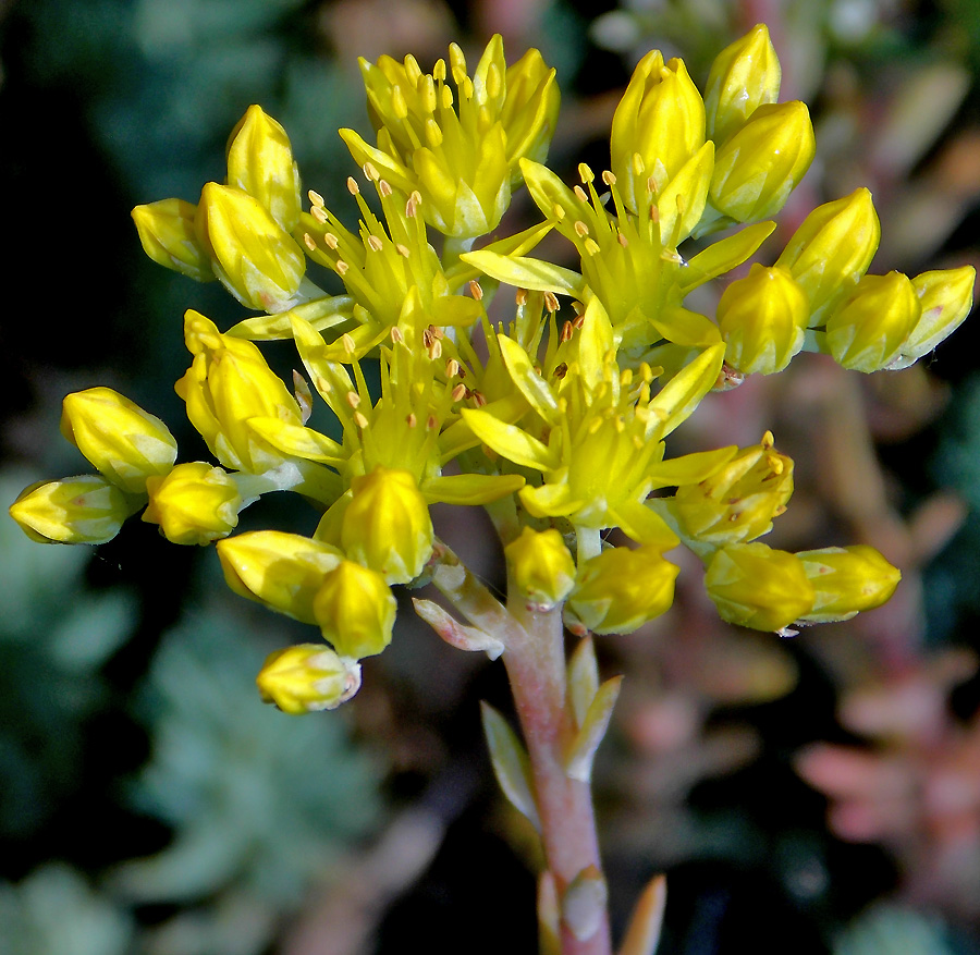 Image of Sedum reflexum specimen.