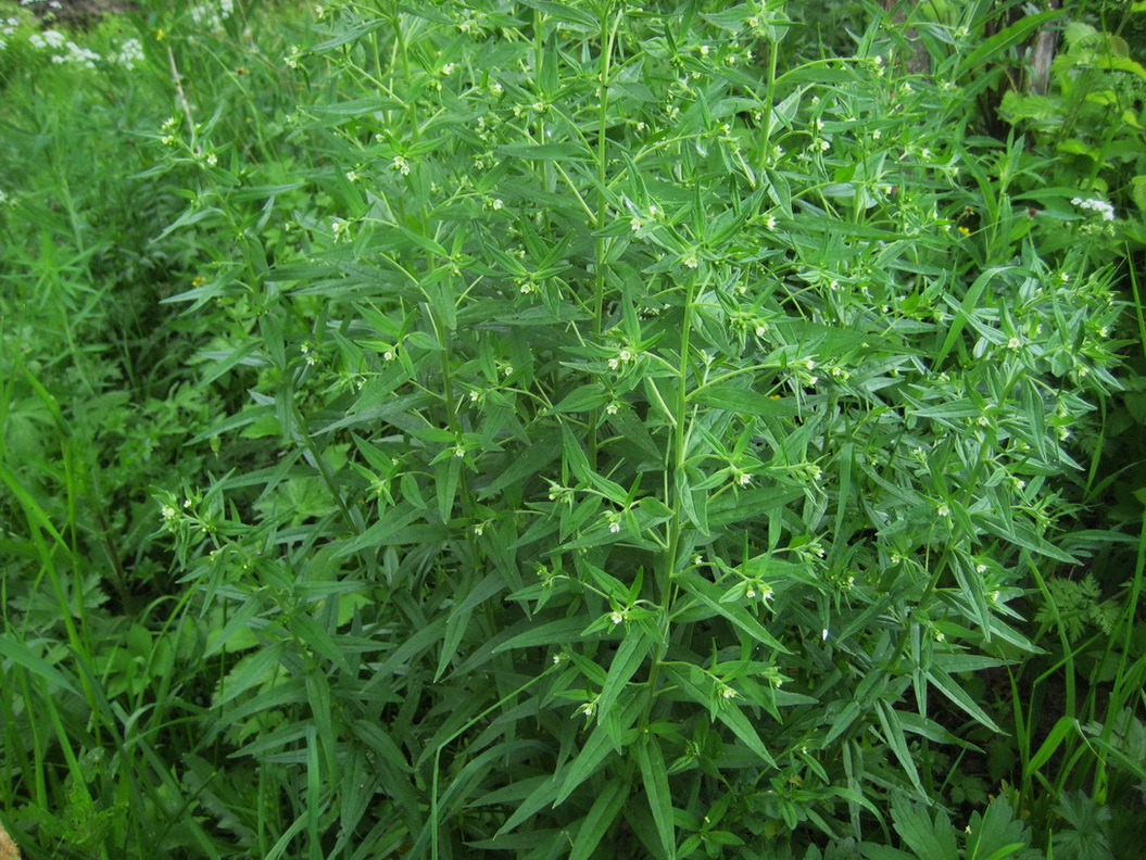 Image of Lithospermum officinale specimen.