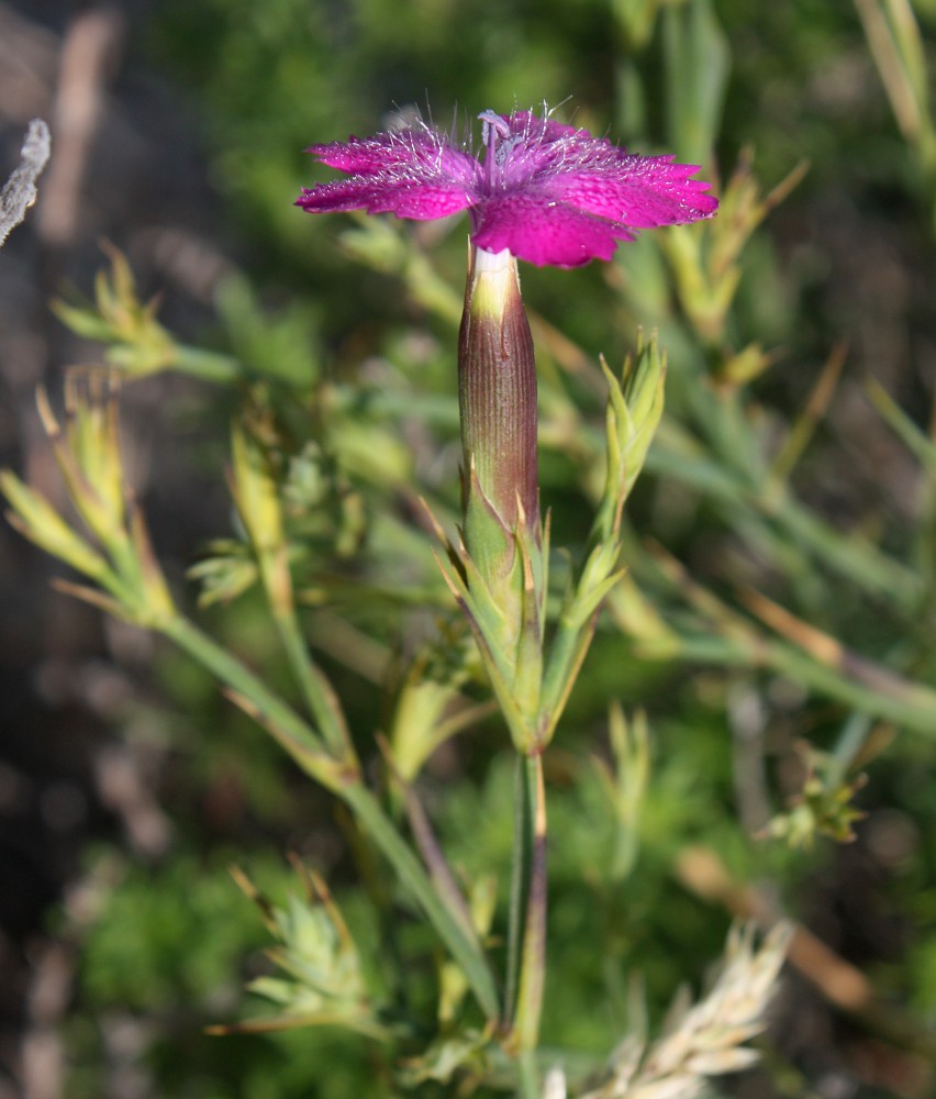 Image of Dianthus caucaseus specimen.