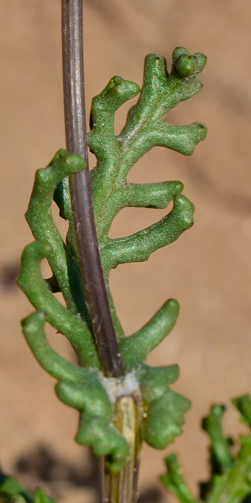 Image of Senecio glaucus specimen.
