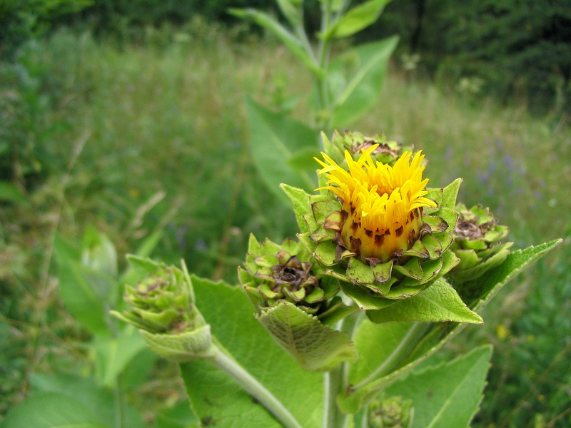 Изображение особи Inula helenium.