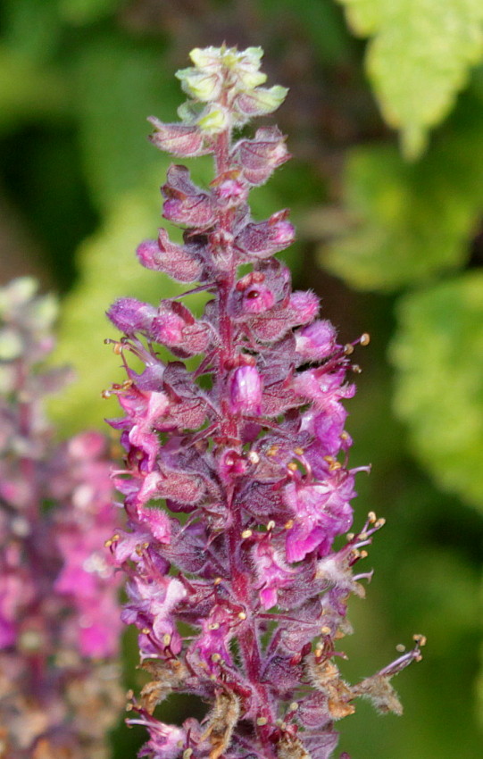 Image of Teucrium hircanicum specimen.