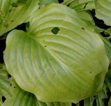 Hosta plantaginea variety japonica. Лист, проеденый гусеницей. Германия, г. Крефельд, Ботанический сад. 06.09.2014.