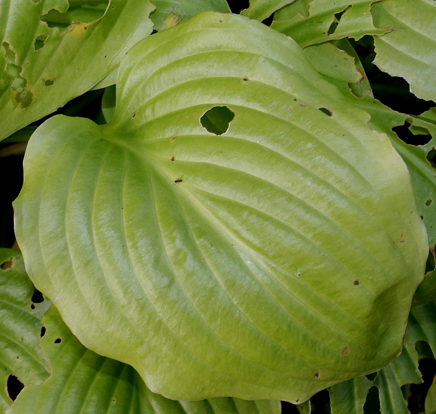 Image of Hosta plantaginea var. japonica specimen.