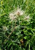 Cirsium obvallatum