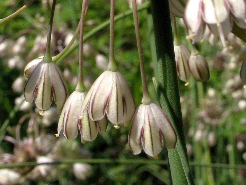 Image of Allium oleraceum specimen.