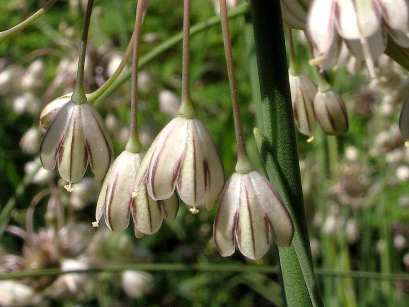 Изображение особи Allium oleraceum.