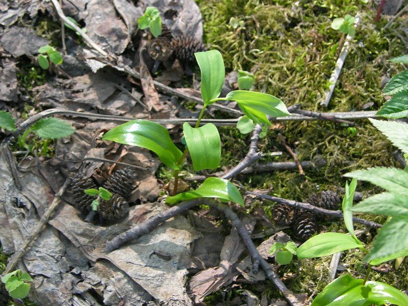 Image of Streptopus amplexifolius specimen.