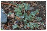 Eryngium maritimum