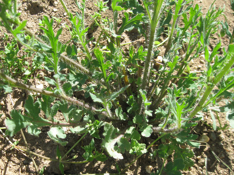 Image of Papaver stevenianum specimen.