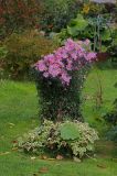 Chrysanthemum indicum. Цветущее растение. Московская обл., Раменский р-н, окр. дер. Хрипань, дачный участок. 21.09.2009.