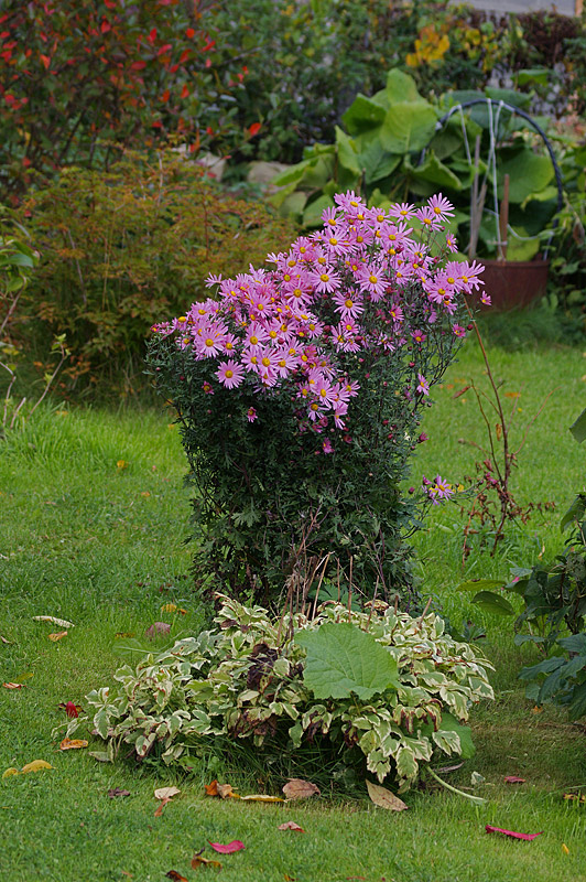 Image of Chrysanthemum indicum specimen.