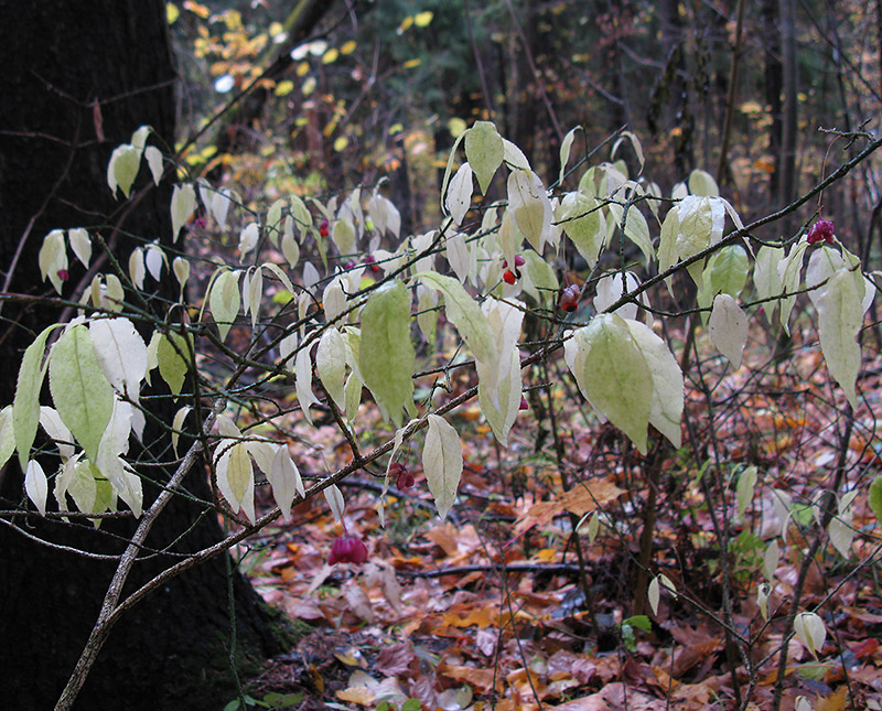 Image of Euonymus verrucosus specimen.