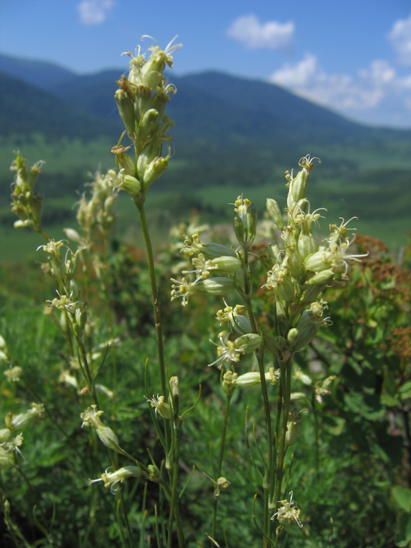 Изображение особи Silene graminifolia.