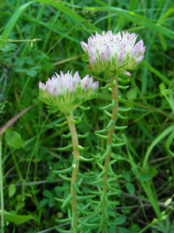 Image of Pseudosedum longidentatum specimen.